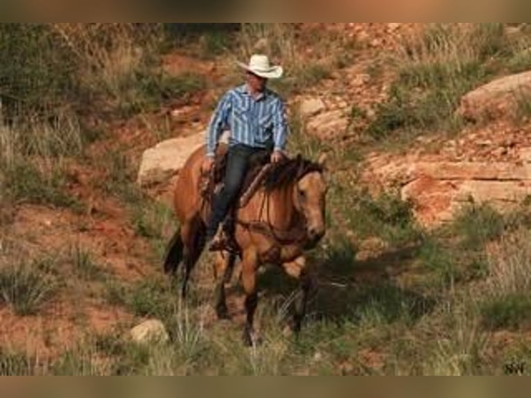 Caballo cuarto de milla Caballo castrado 11 años 152 cm Buckskin/Bayo in Canyon, TX