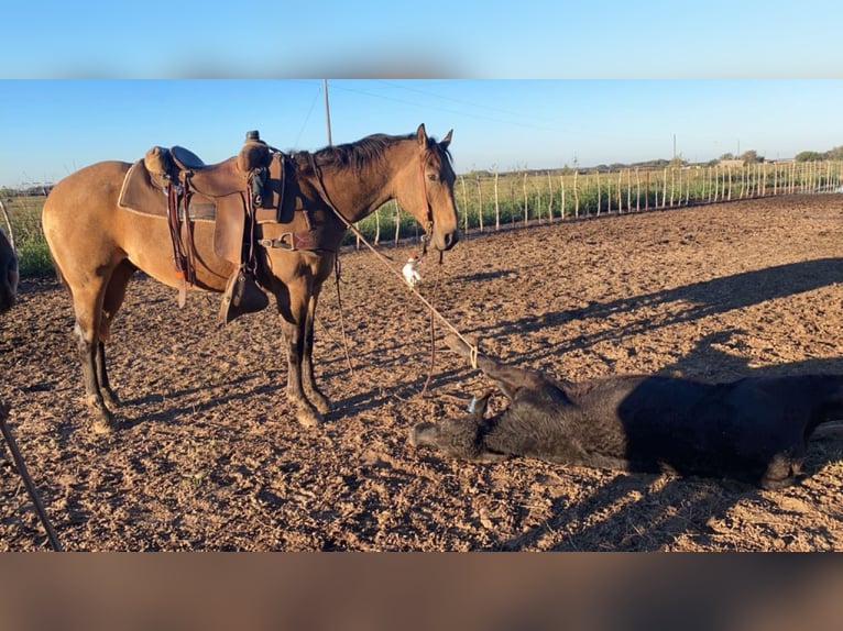 Caballo cuarto de milla Caballo castrado 11 años 152 cm Buckskin/Bayo in Stephenville, TX