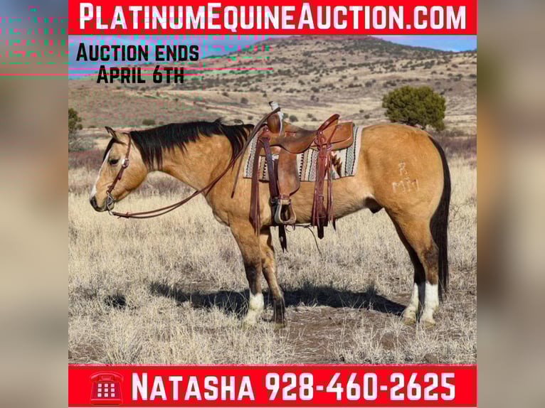 Caballo cuarto de milla Caballo castrado 11 años 152 cm Buckskin/Bayo in Camp Verde AZ