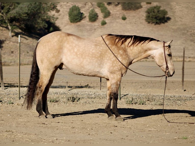 Caballo cuarto de milla Caballo castrado 11 años 152 cm Buckskin/Bayo in Paicines CA