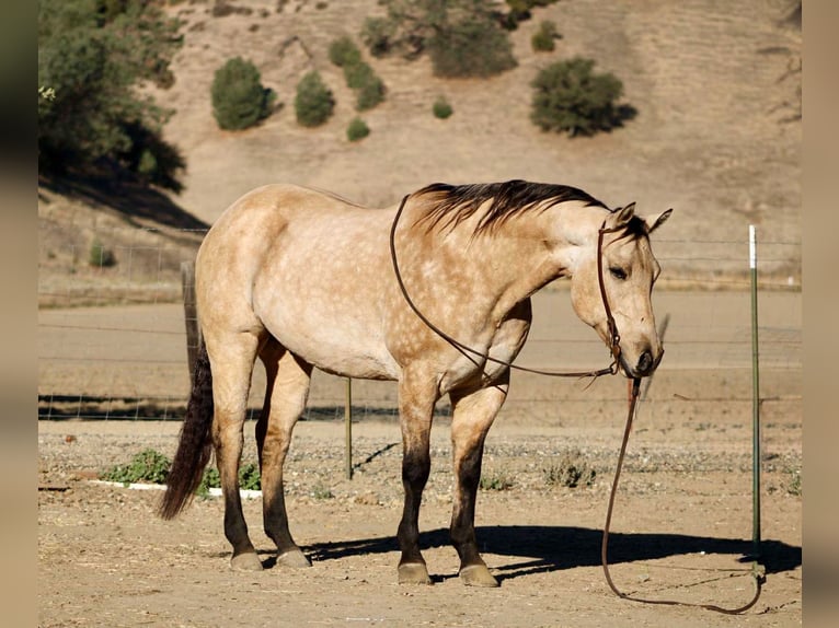Caballo cuarto de milla Caballo castrado 11 años 152 cm Buckskin/Bayo in Paicines CA
