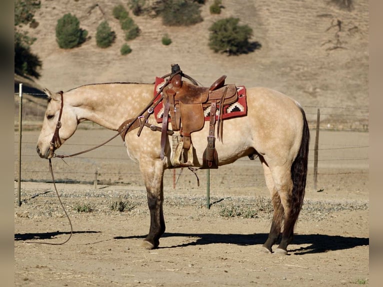 Caballo cuarto de milla Caballo castrado 11 años 152 cm Buckskin/Bayo in Paicines CA
