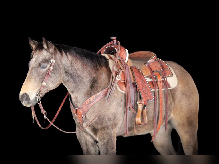 Caballo cuarto de milla Caballo castrado 11 años 152 cm Buckskin/Bayo in Clarion
