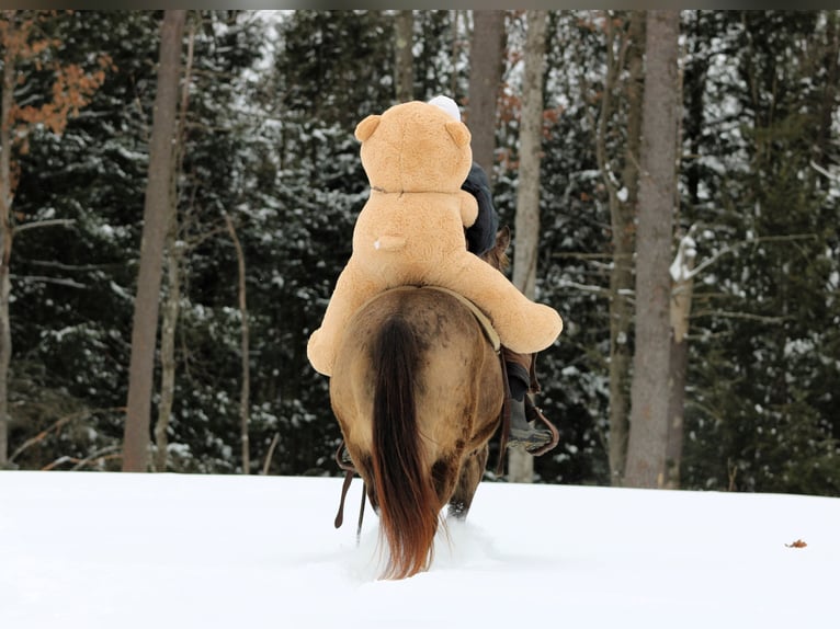 Caballo cuarto de milla Caballo castrado 11 años 152 cm Buckskin/Bayo in Clarion