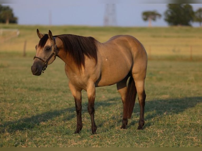 Caballo cuarto de milla Caballo castrado 11 años 152 cm Buckskin/Bayo in Ripley