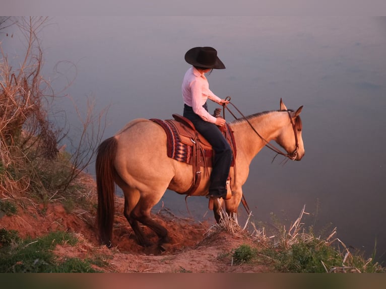 Caballo cuarto de milla Caballo castrado 11 años 152 cm Buckskin/Bayo in Ripley