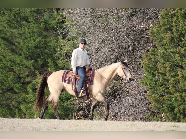 Caballo cuarto de milla Caballo castrado 11 años 152 cm Buckskin/Bayo in Ripley