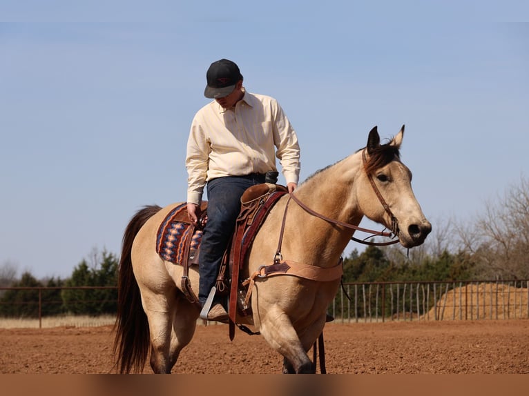 Caballo cuarto de milla Caballo castrado 11 años 152 cm Buckskin/Bayo in Ripley