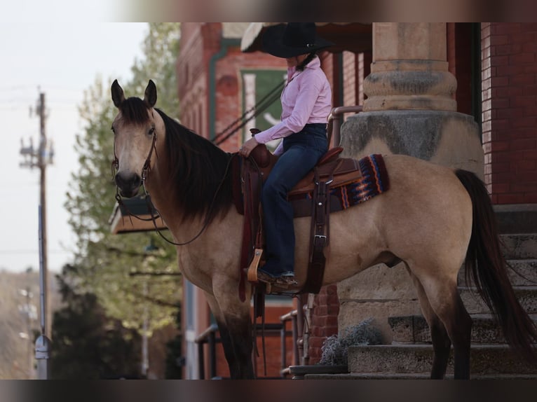 Caballo cuarto de milla Caballo castrado 11 años 152 cm Buckskin/Bayo in Ripley