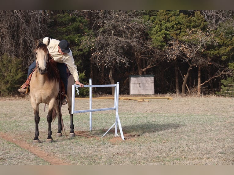 Caballo cuarto de milla Caballo castrado 11 años 152 cm Buckskin/Bayo in Ripley