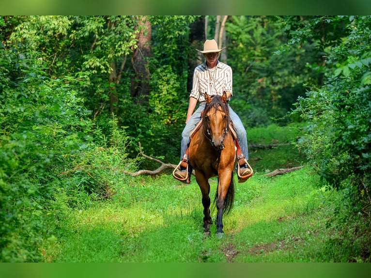 Caballo cuarto de milla Caballo castrado 11 años 152 cm Buckskin/Bayo in Needmore