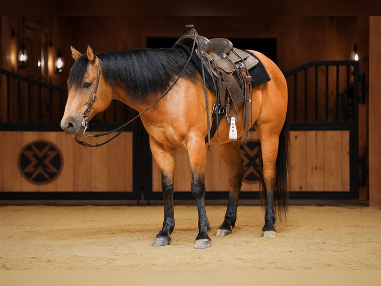 Caballo cuarto de milla Caballo castrado 11 años 152 cm Buckskin/Bayo in Needmore