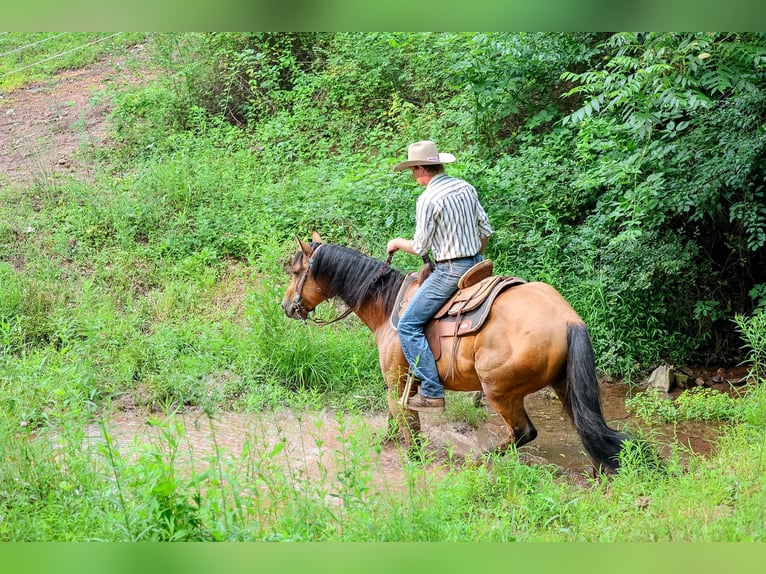 Caballo cuarto de milla Caballo castrado 11 años 152 cm Buckskin/Bayo in Needmore