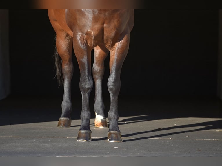 Caballo cuarto de milla Caballo castrado 11 años 152 cm Castaño rojizo in Providence Forge VA