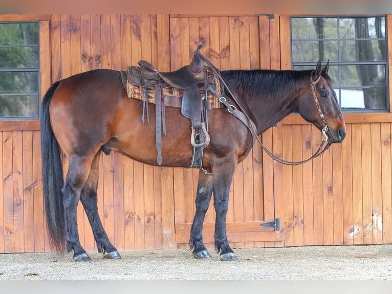 Caballo cuarto de milla Caballo castrado 11 años 152 cm Castaño rojizo in Clarion, PA