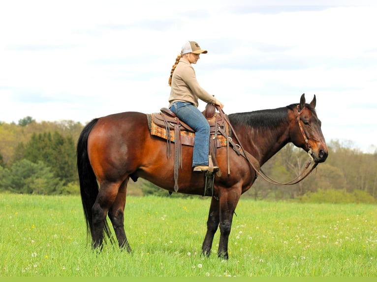 Caballo cuarto de milla Caballo castrado 11 años 152 cm Castaño rojizo in Clarion, PA
