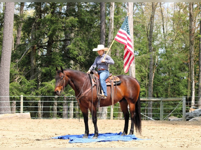 Caballo cuarto de milla Caballo castrado 11 años 152 cm Castaño rojizo in Clarion, PA