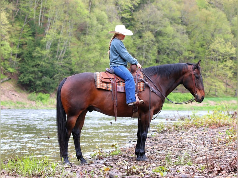 Caballo cuarto de milla Caballo castrado 11 años 152 cm Castaño rojizo in Clarion, PA