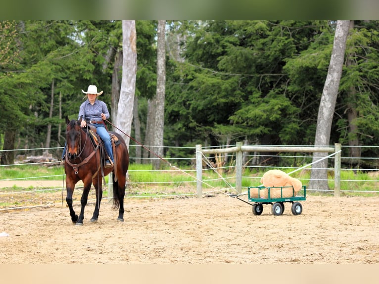 Caballo cuarto de milla Caballo castrado 11 años 152 cm Castaño rojizo in Clarion, PA