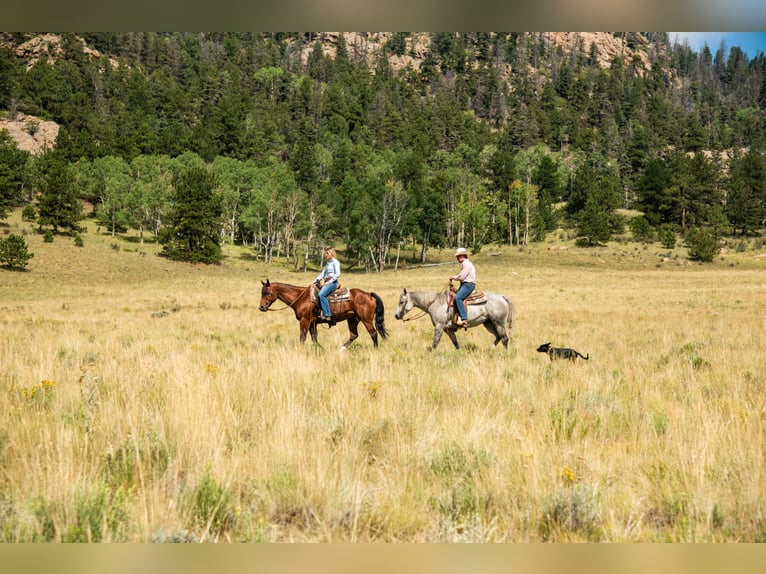 Caballo cuarto de milla Caballo castrado 11 años 152 cm Castaño rojizo in Ocala