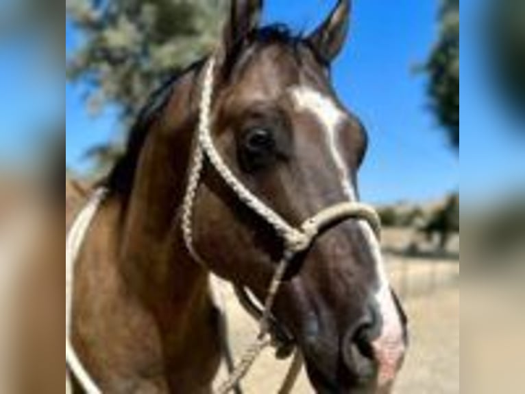 Caballo cuarto de milla Caballo castrado 11 años 152 cm Grullo in Ramona, CA