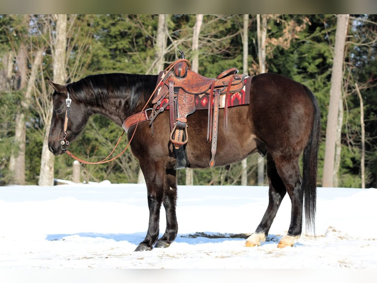 Caballo cuarto de milla Caballo castrado 11 años 152 cm Negro in Clarion