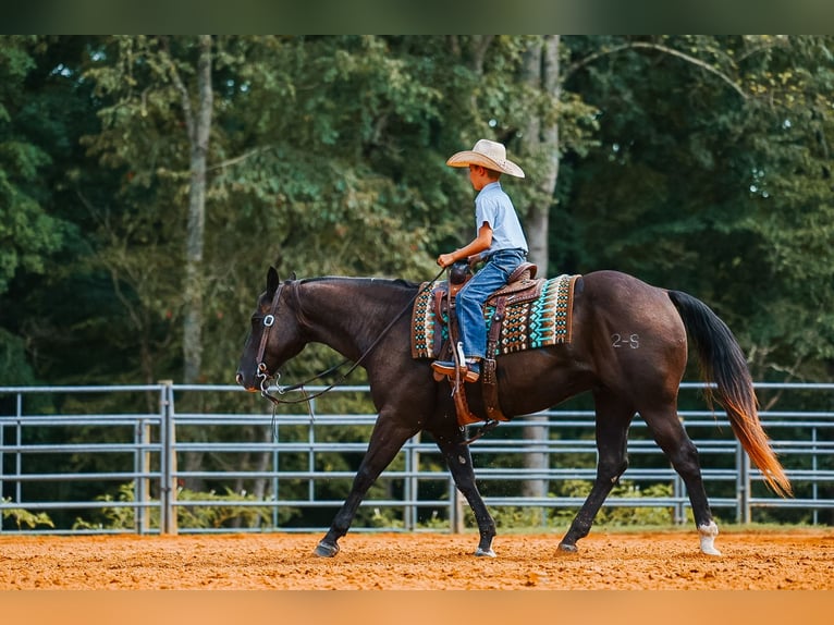 Caballo cuarto de milla Caballo castrado 11 años 152 cm Negro in Lyles