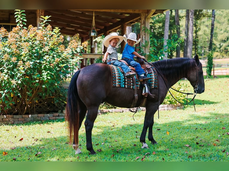 Caballo cuarto de milla Caballo castrado 11 años 152 cm Negro in Lyles