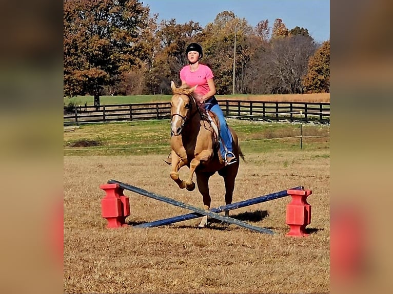 Caballo cuarto de milla Caballo castrado 11 años 152 cm Palomino in Robards
