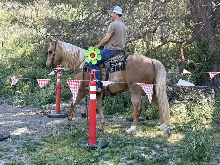 Caballo cuarto de milla Caballo castrado 11 años 152 cm Palomino in Paicines CA