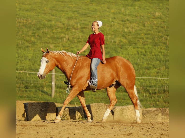 Caballo cuarto de milla Caballo castrado 11 años 152 cm Palomino in Millersburg