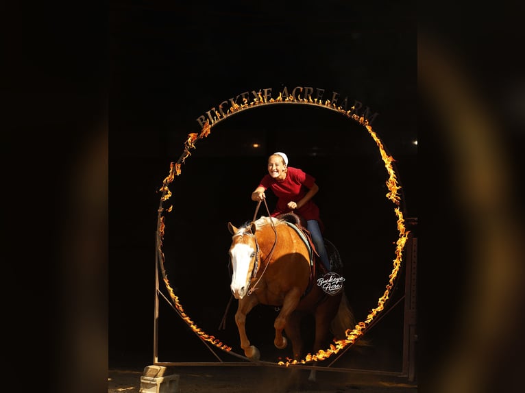 Caballo cuarto de milla Caballo castrado 11 años 152 cm Palomino in Millersburg
