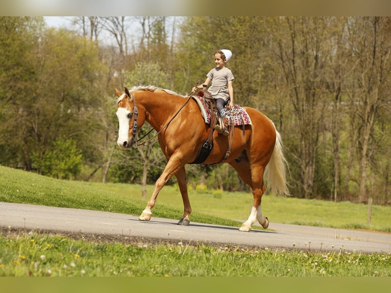 Caballo cuarto de milla Caballo castrado 11 años 152 cm Palomino in Millersburg