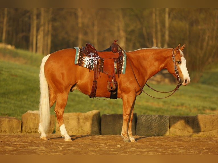 Caballo cuarto de milla Caballo castrado 11 años 152 cm Palomino in Millersburg