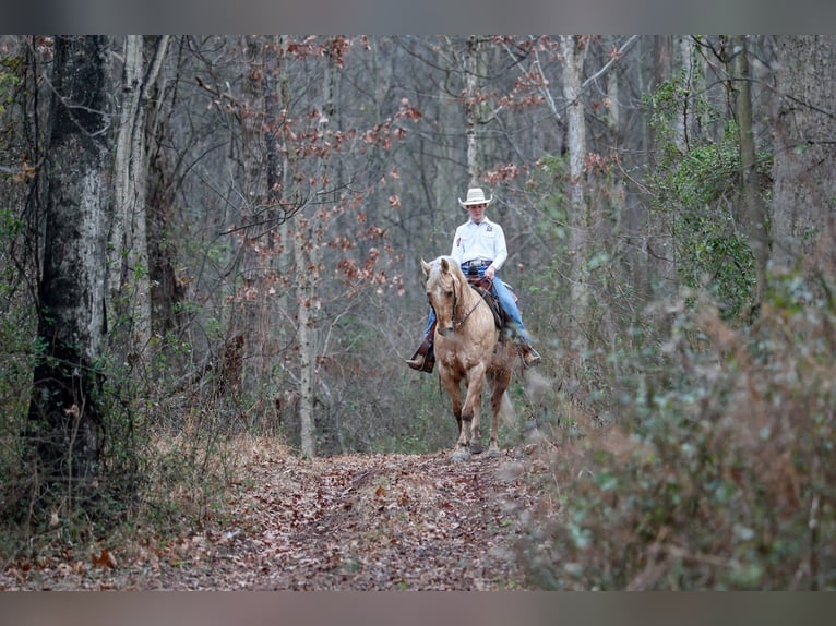 Caballo cuarto de milla Caballo castrado 11 años 152 cm Palomino in Needmore