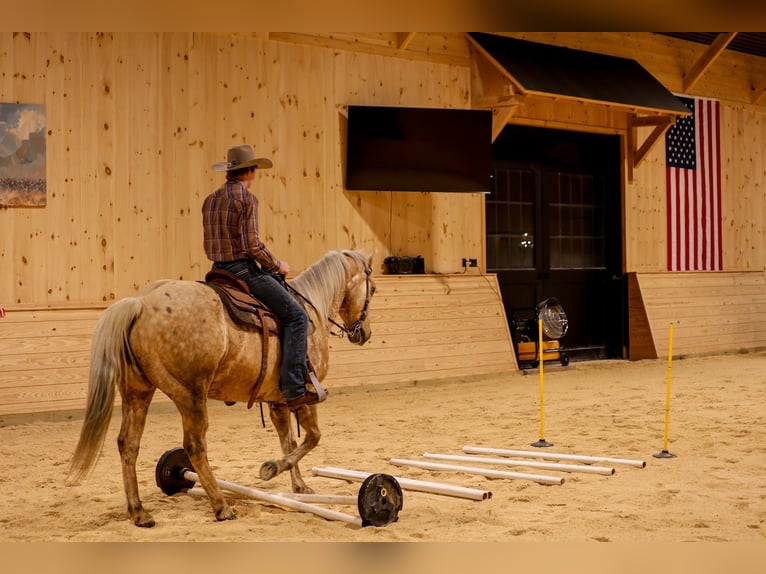 Caballo cuarto de milla Caballo castrado 11 años 152 cm Palomino in Needmore
