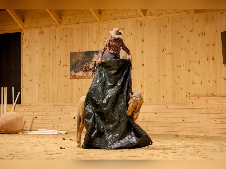 Caballo cuarto de milla Caballo castrado 11 años 152 cm Palomino in Needmore