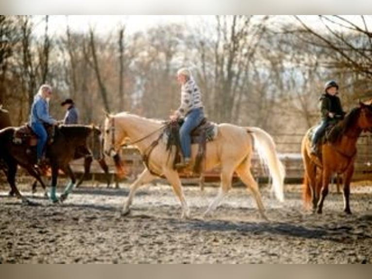 Caballo cuarto de milla Caballo castrado 11 años 152 cm Palomino in Pacific, MO