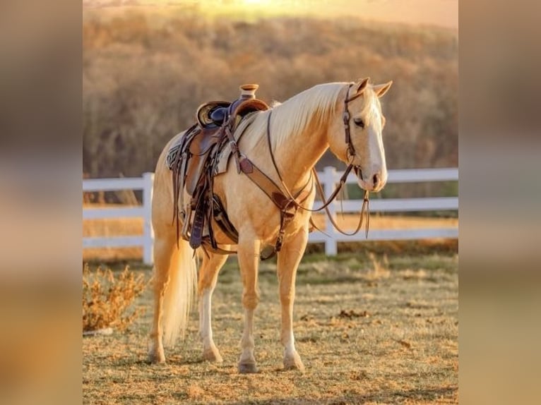 Caballo cuarto de milla Caballo castrado 11 años 152 cm Palomino in Pacific, MO