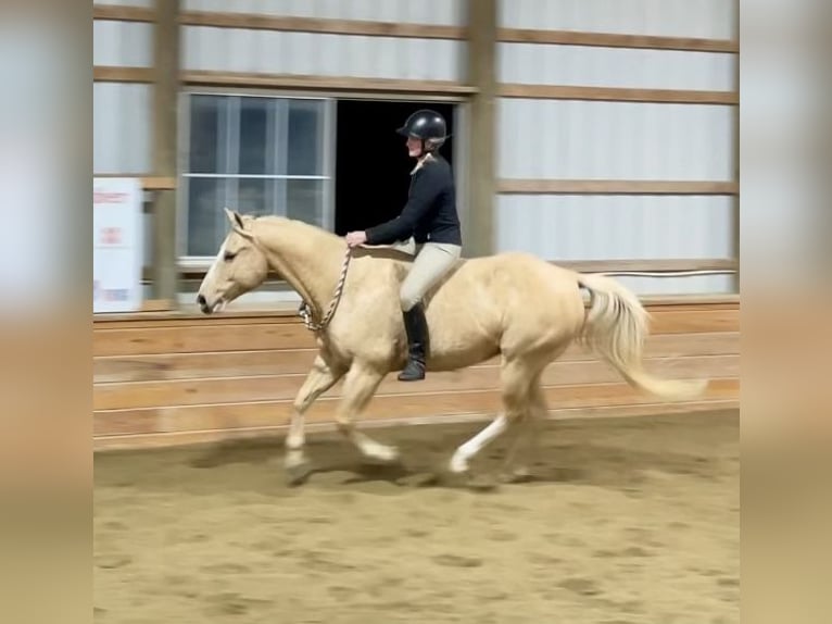 Caballo cuarto de milla Caballo castrado 11 años 152 cm Palomino in Pacific, MO