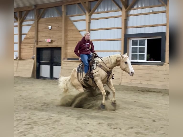 Caballo cuarto de milla Caballo castrado 11 años 152 cm Palomino in Pacific, MO