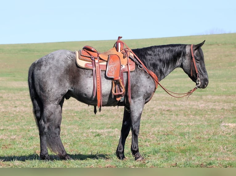 Caballo cuarto de milla Caballo castrado 11 años 152 cm in Clarion, PA