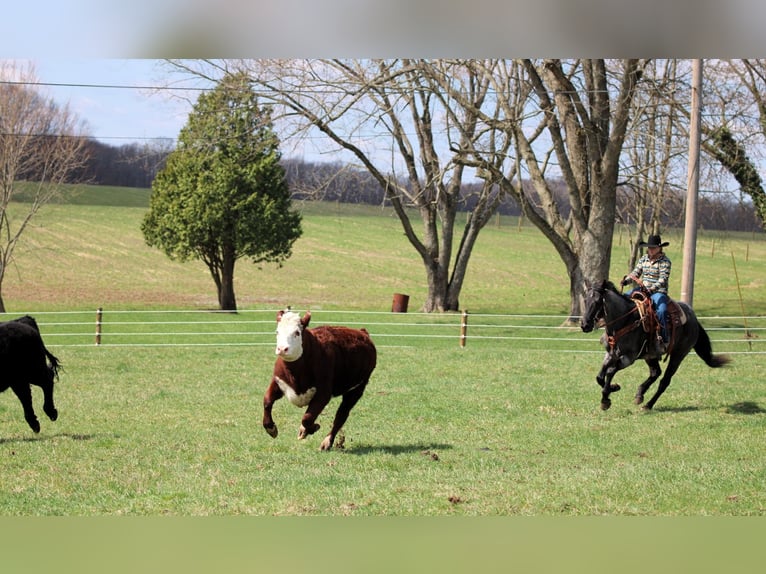 Caballo cuarto de milla Caballo castrado 11 años 152 cm in Clarion, PA