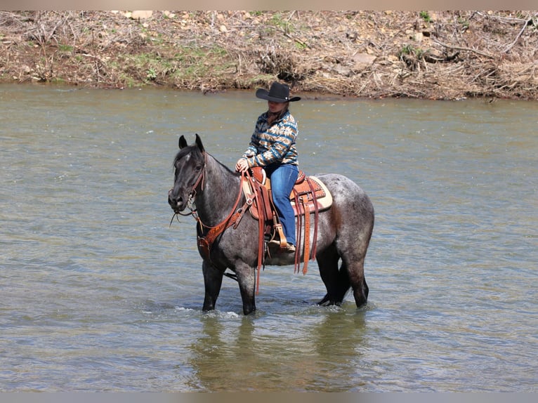 Caballo cuarto de milla Caballo castrado 11 años 152 cm in Clarion, PA