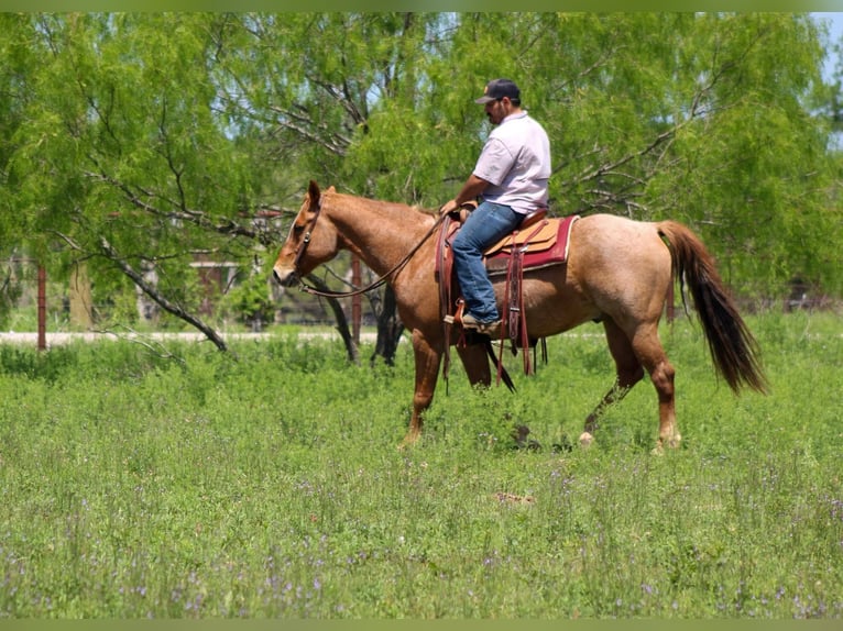 Caballo cuarto de milla Caballo castrado 11 años 152 cm Ruano alazán in Stephenville TX