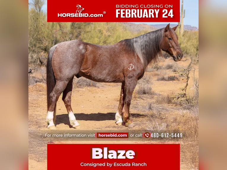 Caballo cuarto de milla Caballo castrado 11 años 152 cm Ruano alazán in New River, AZ
