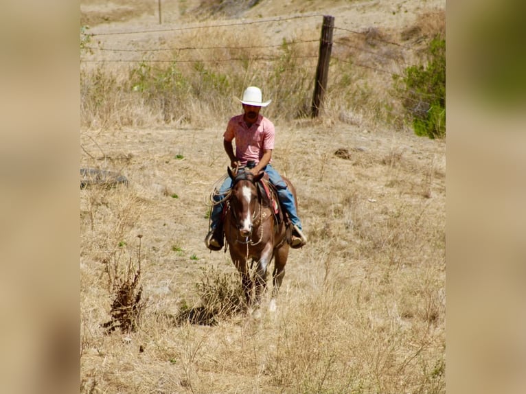Caballo cuarto de milla Caballo castrado 11 años 152 cm Ruano alazán in Tres Pinos