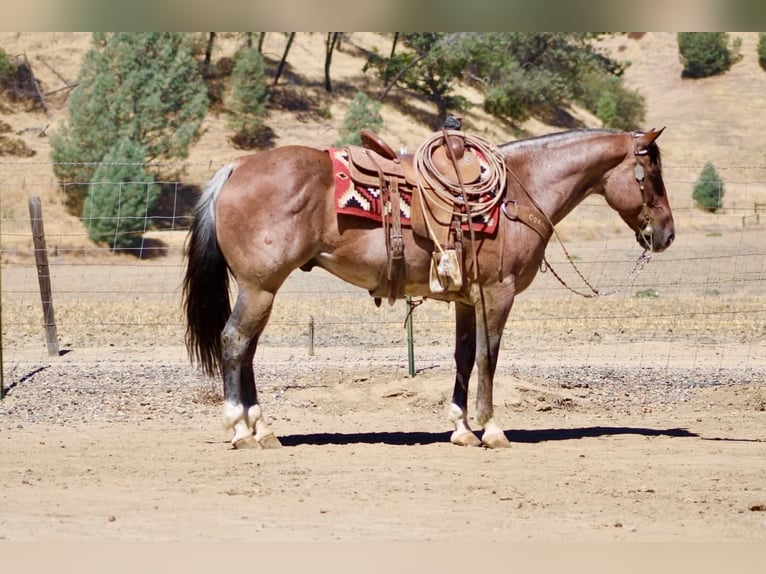Caballo cuarto de milla Caballo castrado 11 años 152 cm Ruano alazán in Tres Pinos