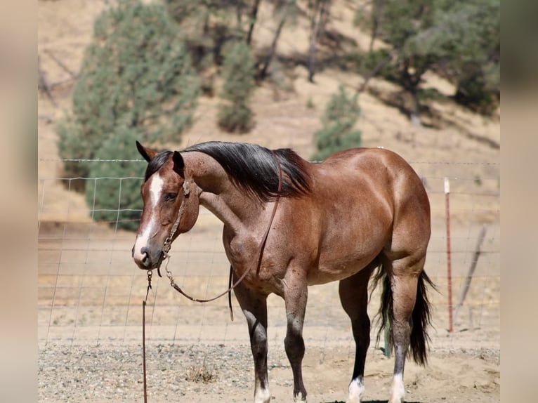 Caballo cuarto de milla Caballo castrado 11 años 152 cm Ruano alazán in Tres Pinos