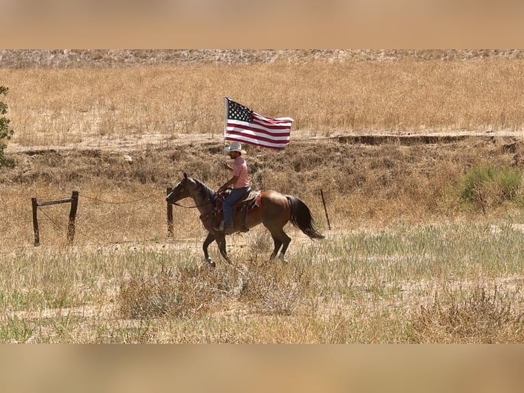 Caballo cuarto de milla Caballo castrado 11 años 152 cm Ruano alazán in Tres Pinos